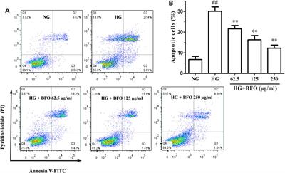 Burdock Fructooligosaccharide Attenuates High Glucose-Induced Apoptosis and Oxidative Stress Injury in Renal Tubular Epithelial Cells